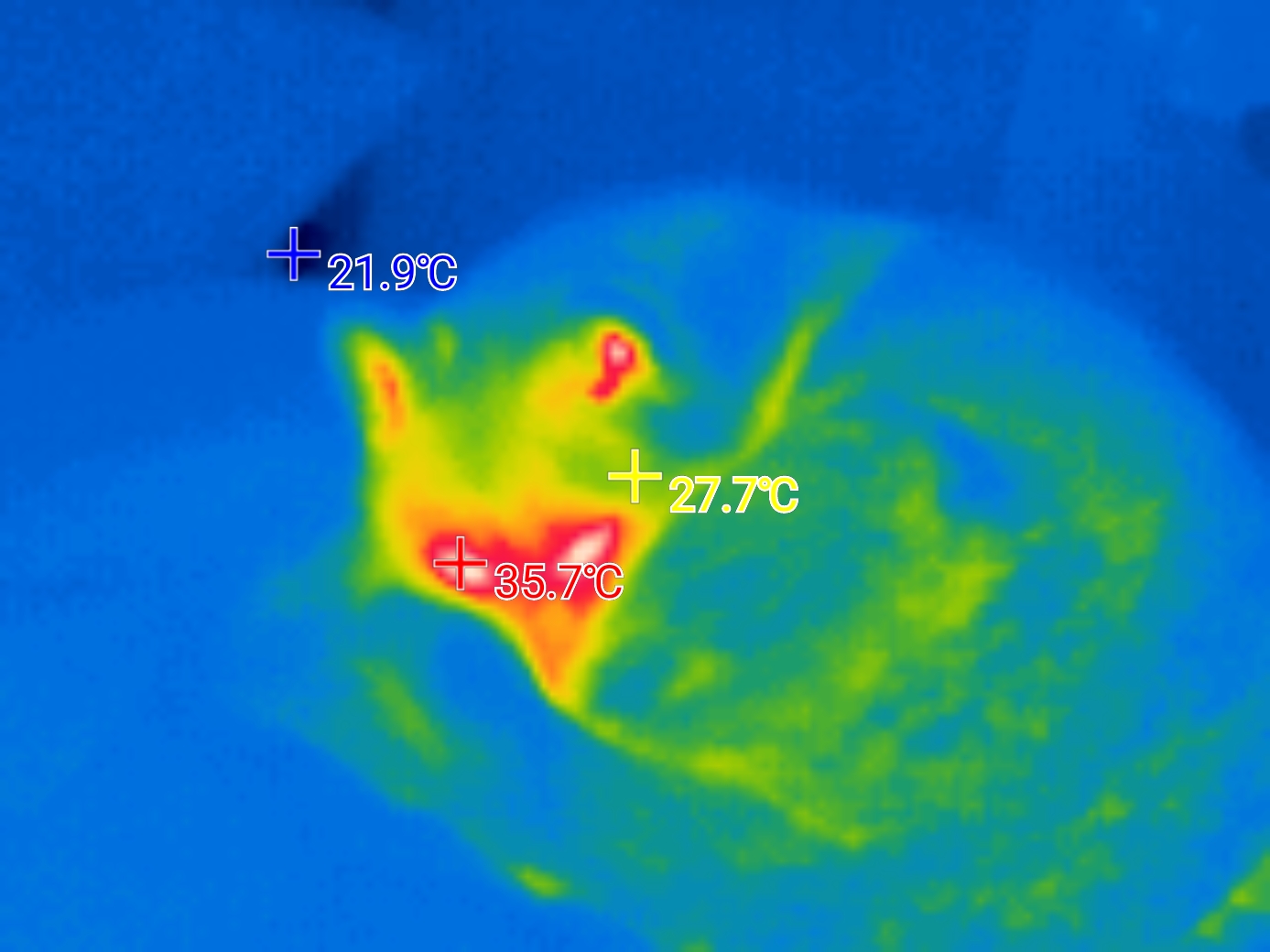 Thermal image of a Shiba Inu from a NF-583
